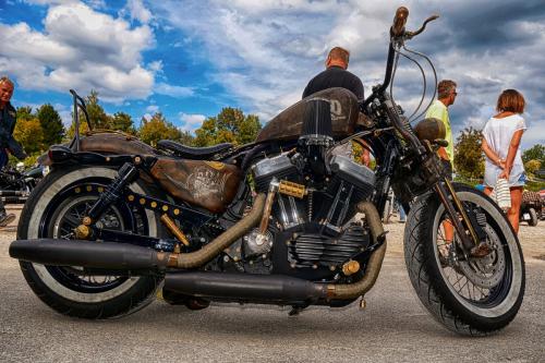 owl_rusty_harley_7535